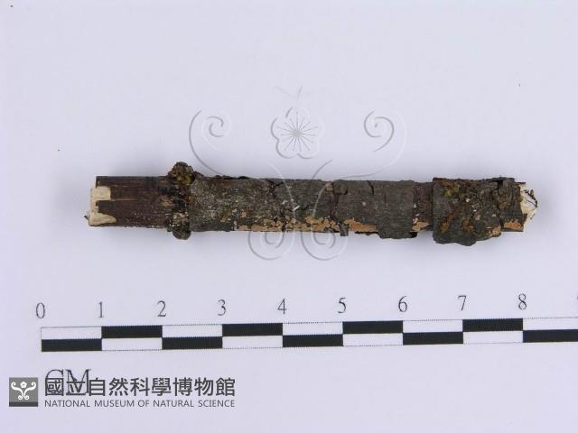 齒耳菌屬藏品圖，第1張