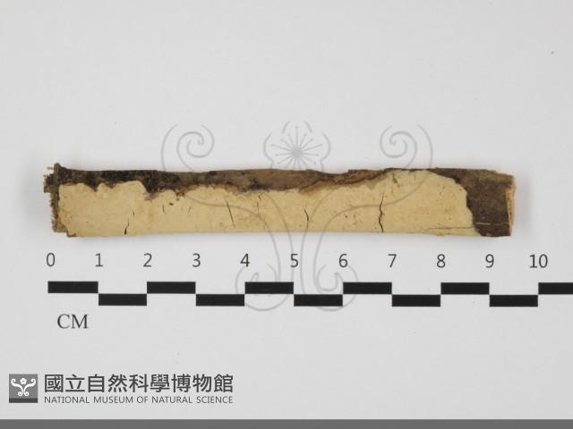 登錄號:F0032110藏品圖，第1張