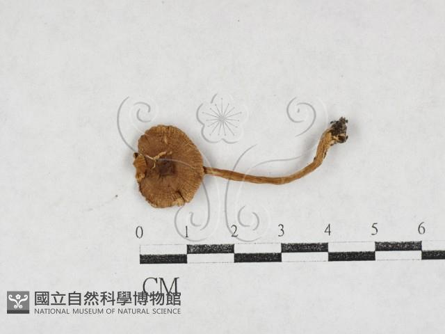 登錄號:F0027110藏品圖，第1張