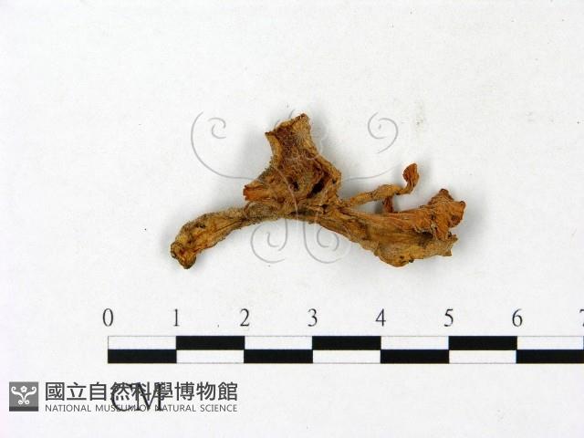 登錄號:F0023110藏品圖，第1張