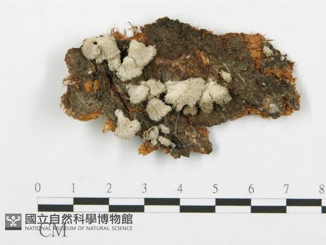 裂褶菌藏品圖，第1張