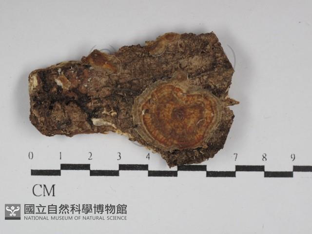 登錄號:F0030010藏品圖，第1張