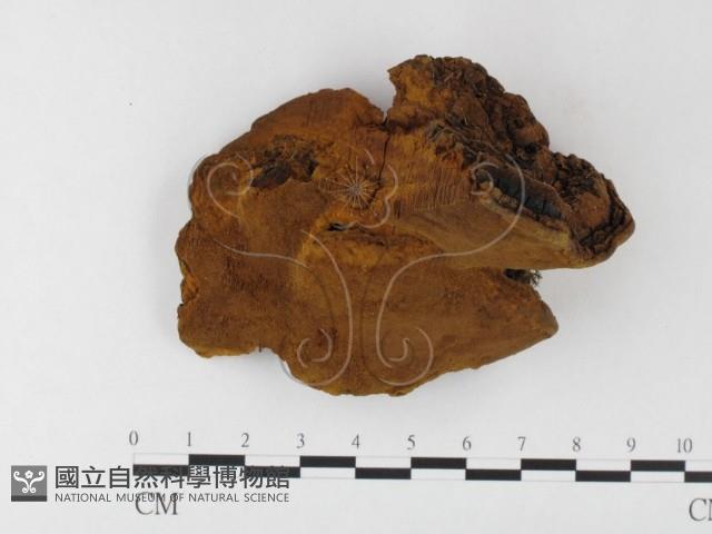 桑黃藏品圖，第1張