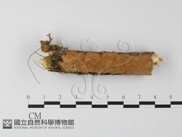 登錄號:F0021010藏品圖，第1張