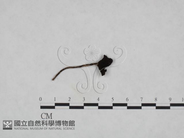 鬼傘屬藏品圖，第1張