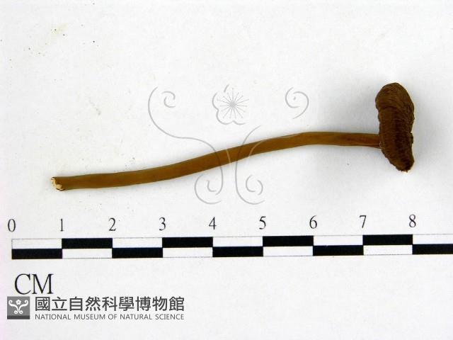 假芝屬藏品圖，第1張