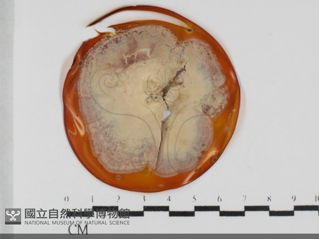 登錄號:F0032010藏品圖，第1張