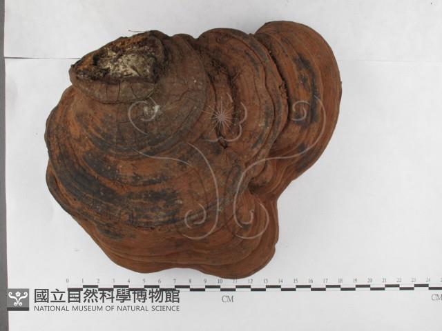登錄號:F0027010藏品圖，第1張