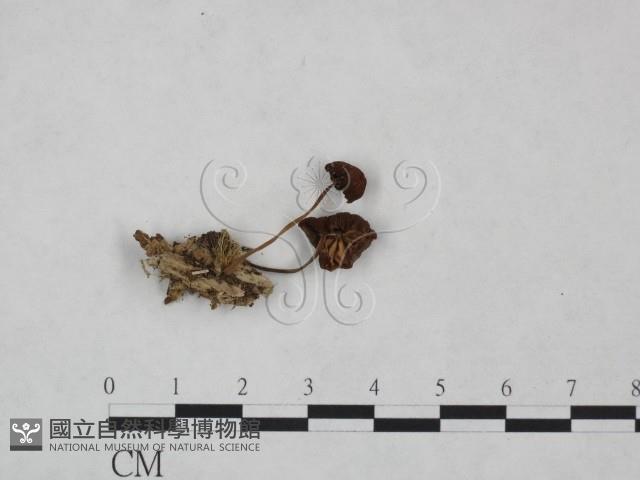 小皮傘屬藏品圖，第1張