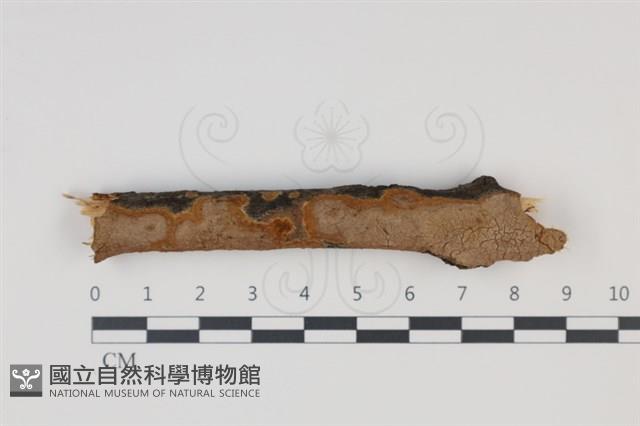 刺革菌屬藏品圖，第1張