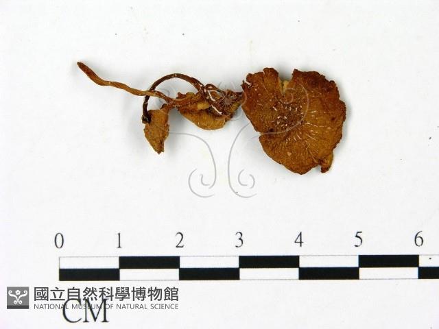 登錄號:F0023010藏品圖，第1張