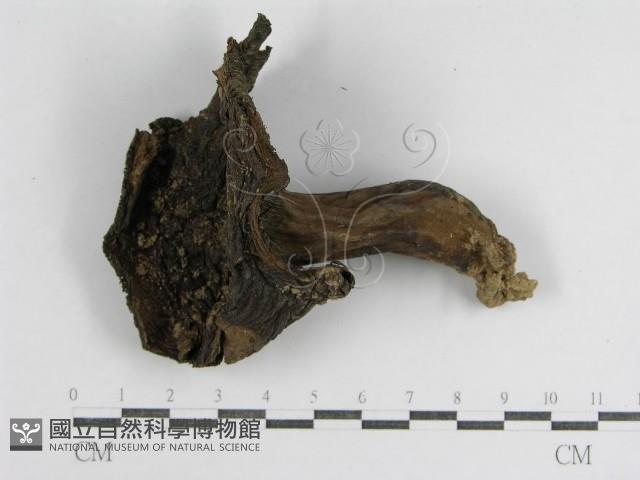 登錄號:F0013010藏品圖，第1張