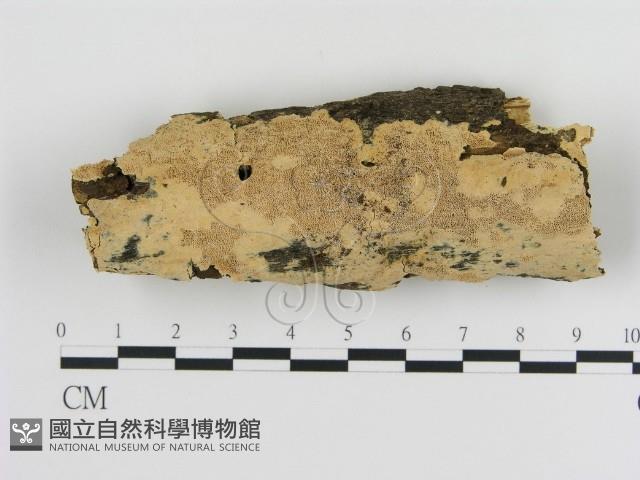 登錄號:F0010310藏品圖，第1張