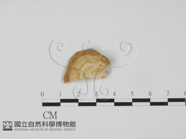 登錄號:F0006310藏品圖，第1張