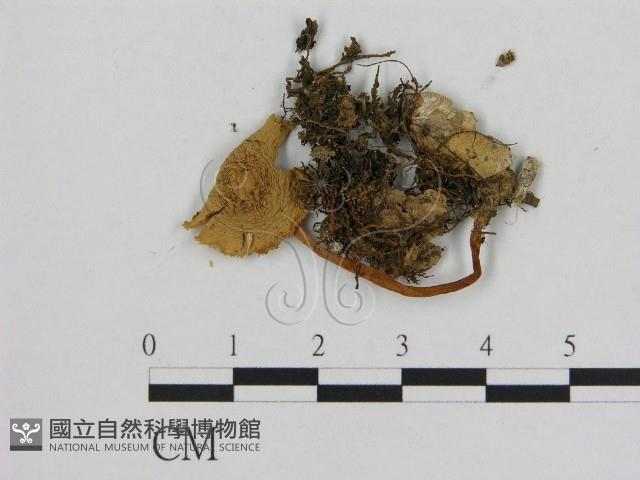 登錄號:F0016310藏品圖，第1張