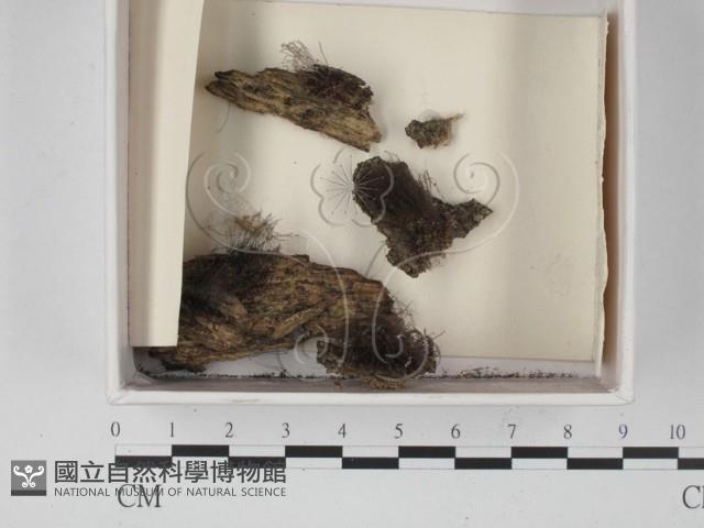 登錄號:F0021310藏品圖，第1張