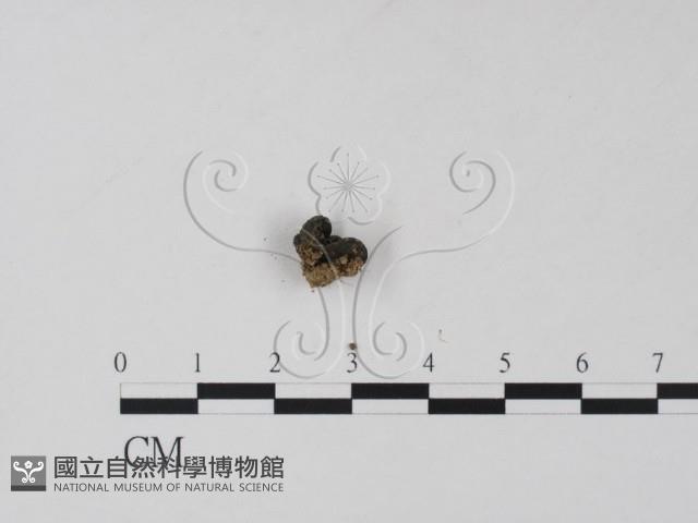 登錄號:F0001310藏品圖，第1張