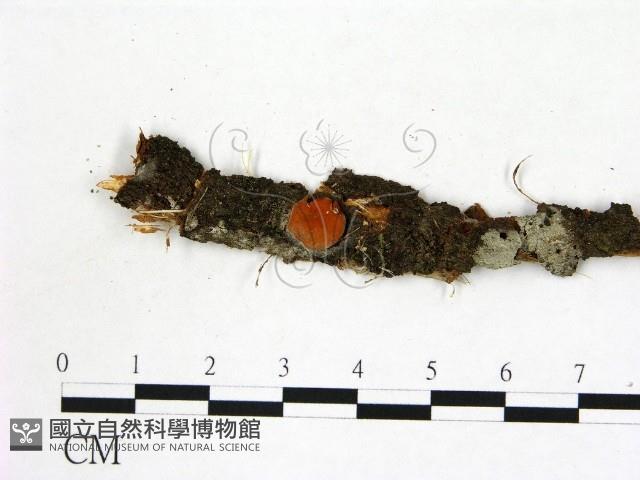 登錄號:F0011310藏品圖，第1張