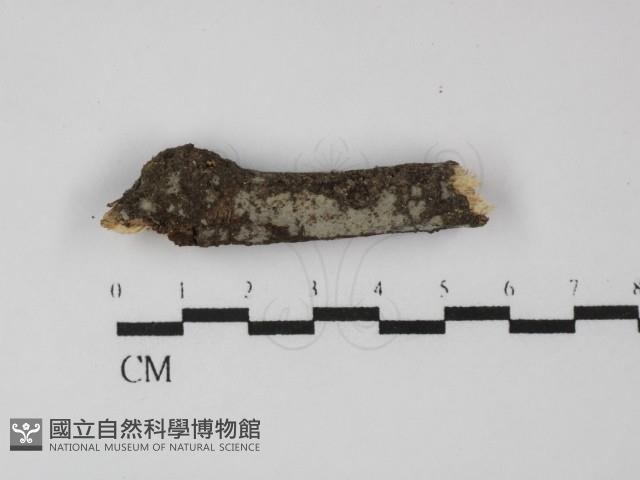 登錄號:F0031310藏品圖，第1張
