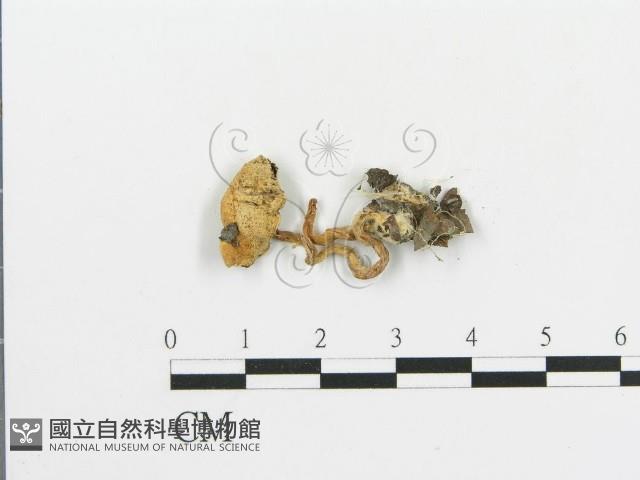 傘菌屬藏品圖，第1張