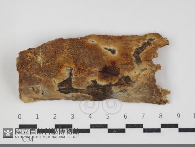 登錄號:F0034310藏品圖，第1張