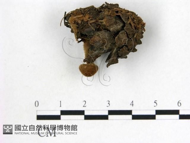 登錄號:F0022310藏品圖，第1張