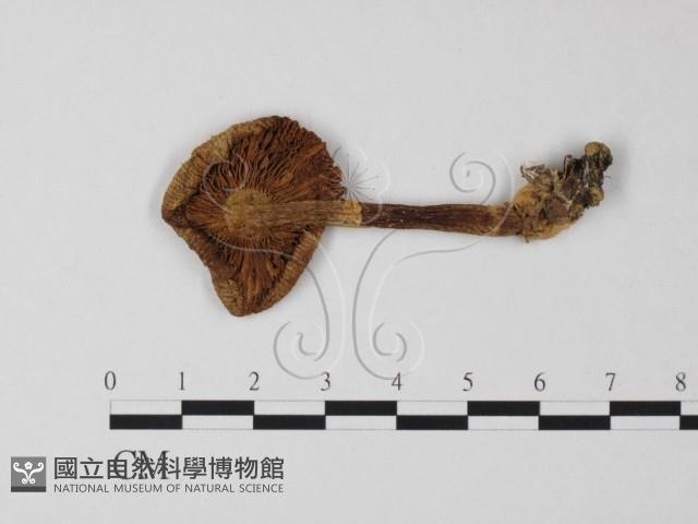 登錄號:F0012310藏品圖，第1張