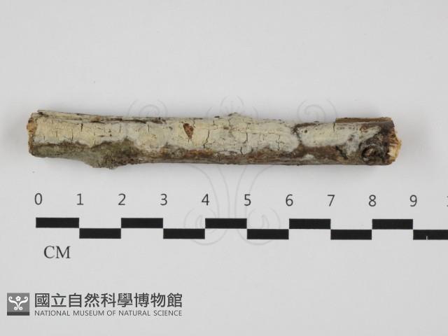 登錄號:F0032310藏品圖，第1張