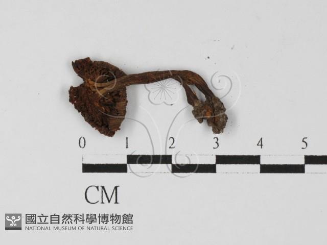 登錄號:F0027310藏品圖，第1張