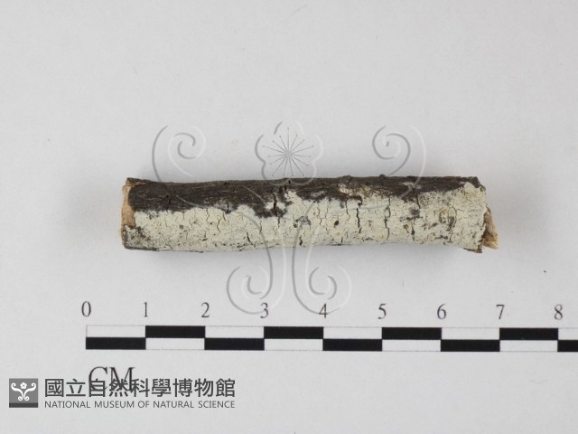冇骨消絲齒菌藏品圖，第1張