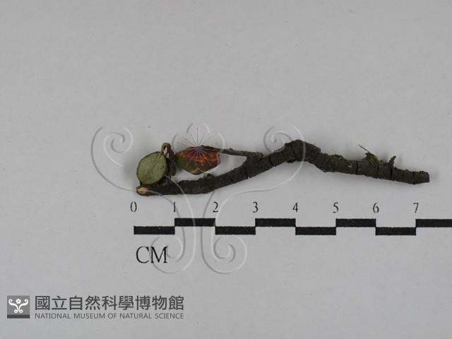 登錄號:F0029310藏品圖，第1張