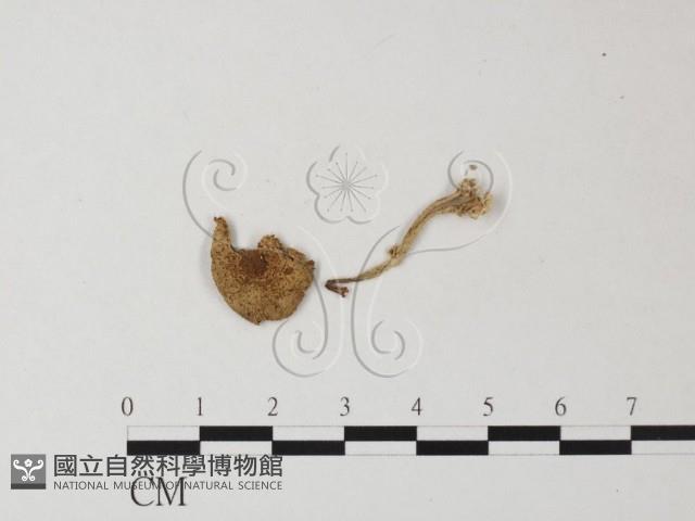 登錄號:F0023310藏品圖，第1張