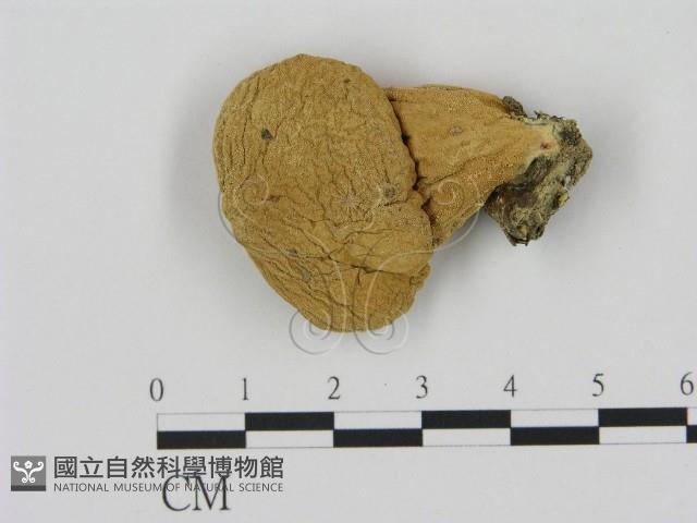 登錄號:F0003310藏品圖，第1張