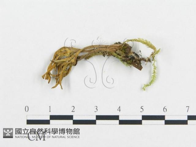 登錄號:F0013310藏品圖，第1張