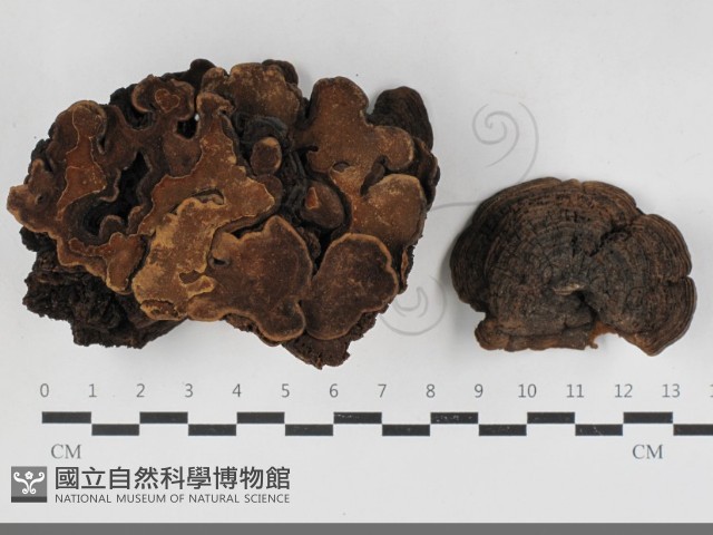 登錄號:F0033310藏品圖，第1張