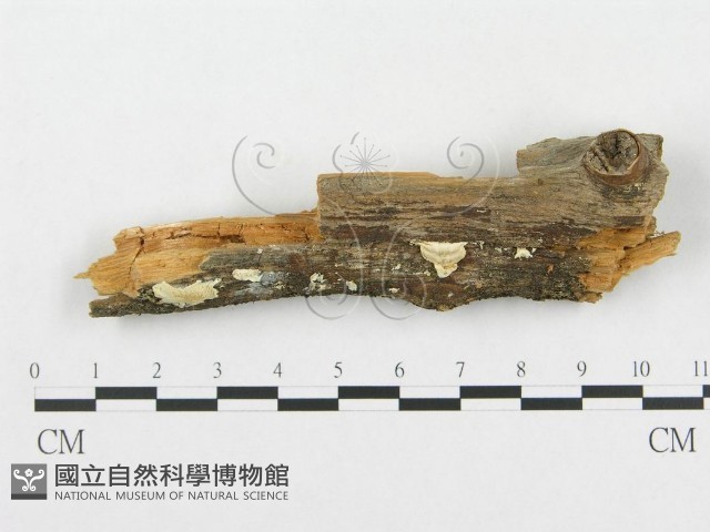 登錄號:F0008250藏品圖，第1張