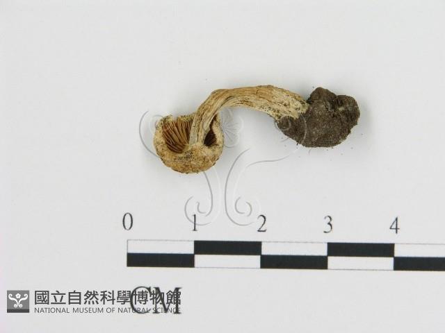 登錄號:F0020250藏品圖，第1張