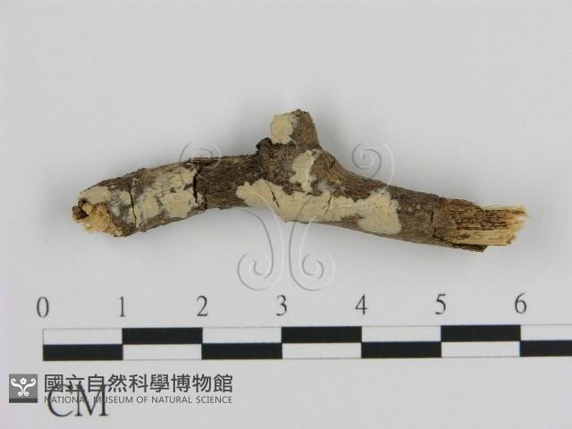 絲皮菌屬藏品圖，第1張