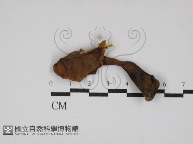 登錄號:F0030250藏品圖，第1張