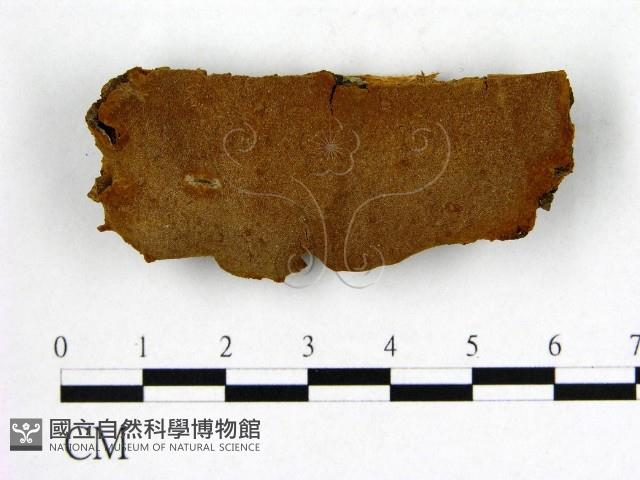 登錄號:F0006250藏品圖，第1張
