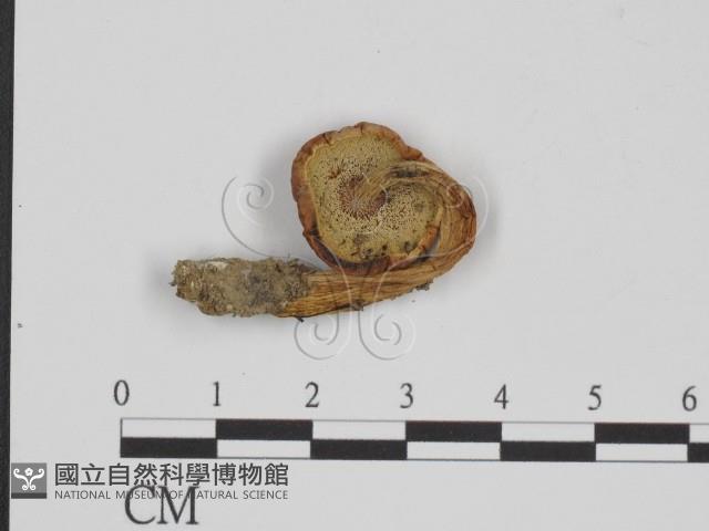 登錄號:F0016250藏品圖，第1張