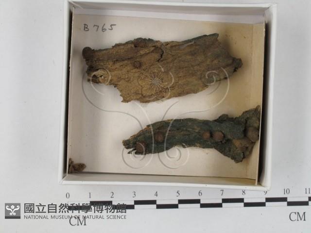 登錄號:F0021250藏品圖，第1張