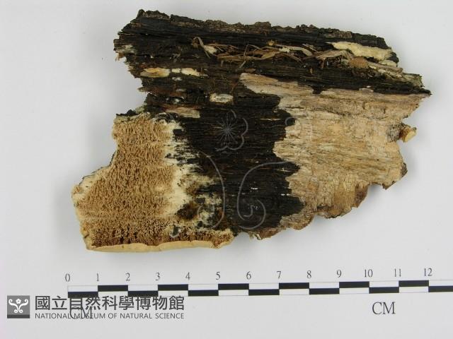 登錄號:F0001250藏品圖，第1張