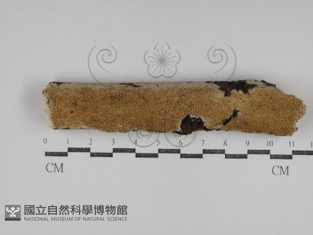 齒耳菌屬藏品圖，第1張