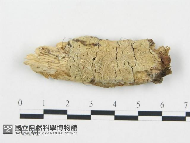 登錄號:F0004250藏品圖，第1張