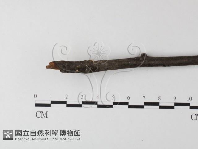 小菇屬藏品圖，第1張