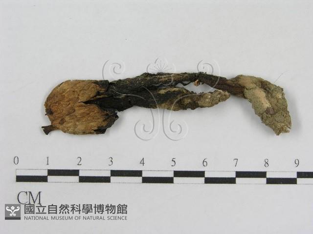 登錄號:F0002250藏品圖，第1張