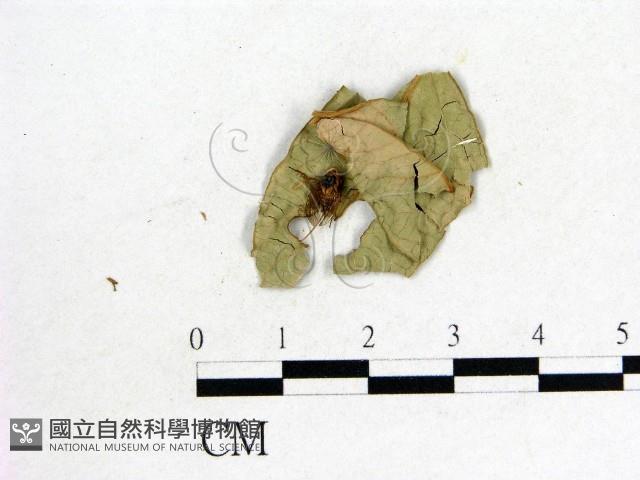 登錄號:F0012250藏品圖，第1張