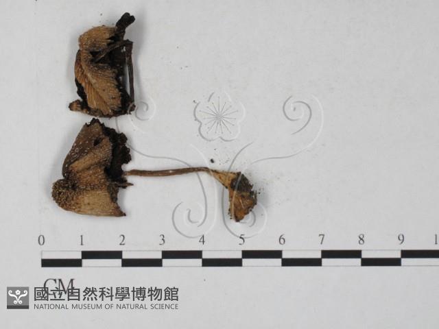 鬼傘屬藏品圖，第1張