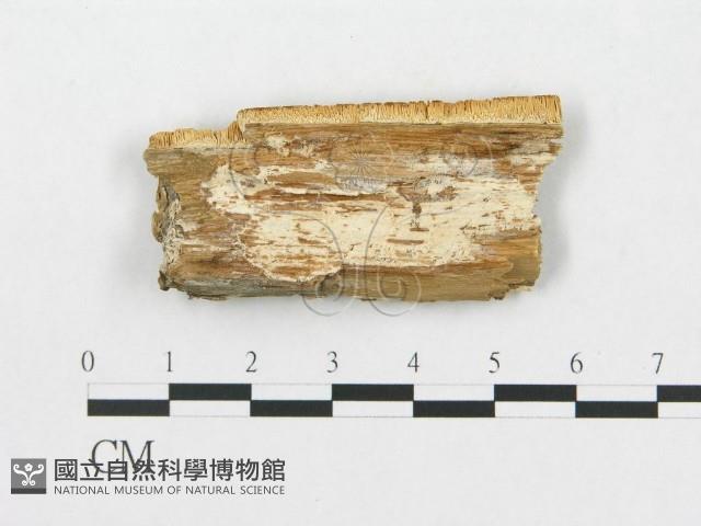 登錄號:F0007250藏品圖，第1張